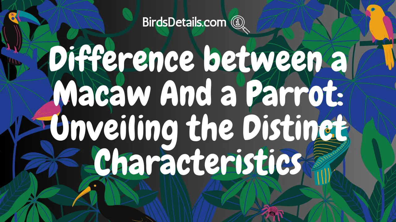 Difference between a Macaw And a Parrot