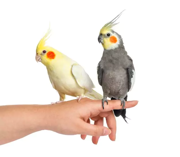 Different Types of Pearl Cockatiels