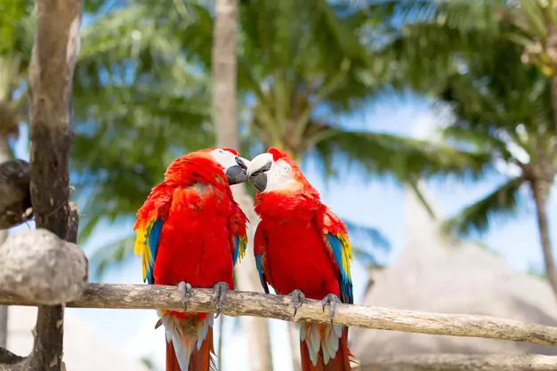 Differentiating Between Pet-Quality And Breeding-Quality Scarlet Macaws