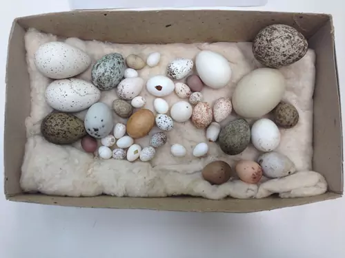 Egg Collection And Preparation