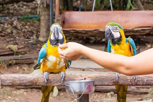 Enhancing Well-Being And Longevity Of Macaw Parrots
