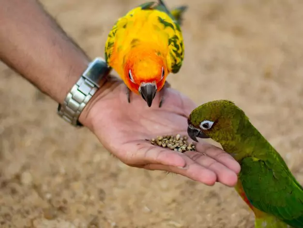 Enjoying Your Relationship with Your Black-Collared Lovebird