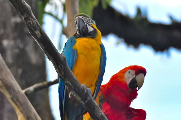 Ensuring A Happy And Healthy Macaw Parrot