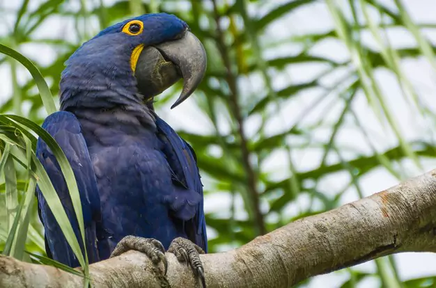 Examining The Historical Decline Of Blue Macaws