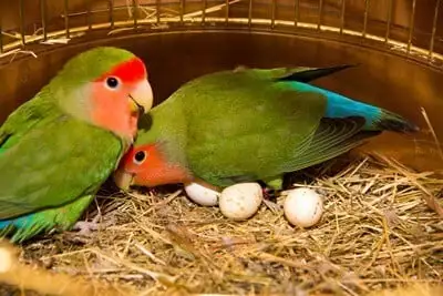 Exploring The Benefits And Drawbacks Of Eating Parrot Eggs