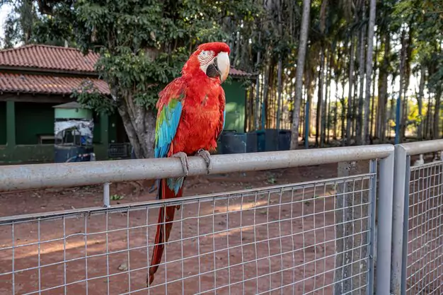 Extending The Lifespan Of Macaw Parrots Best Practices