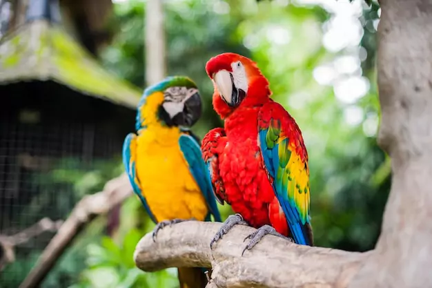 FAQ About Baby Macaw Parrots For Sale