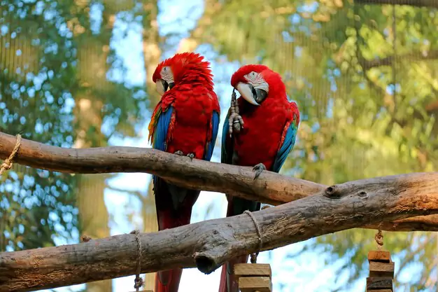 Factors Affecting The Cost Of Scarlet Macaws