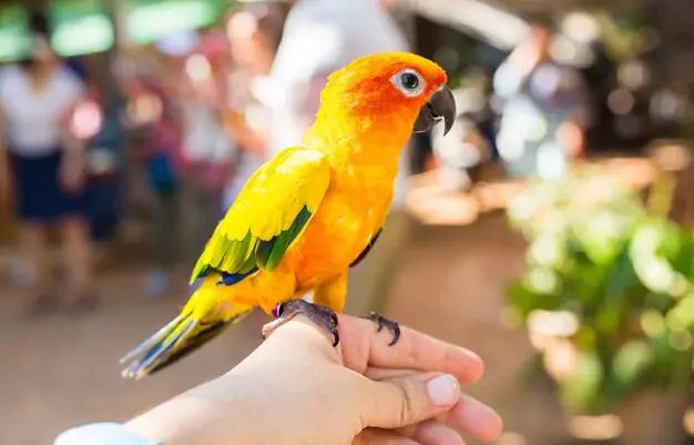Factors Affecting the Lifespan of Golden Conures