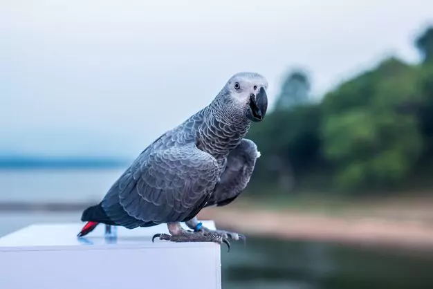 Factors Influencing Parrot Lifespan