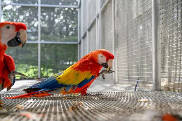 Factors To Consider Before Bringing A Macaw Home
