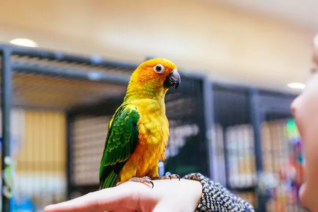 Factors To Consider When Purchasing A Baby Macaw Parrot
