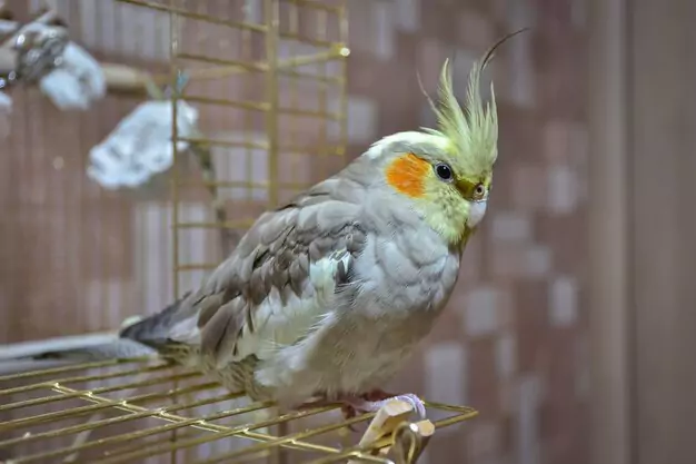Feeding and Nutrition Needs of a Cockatiel