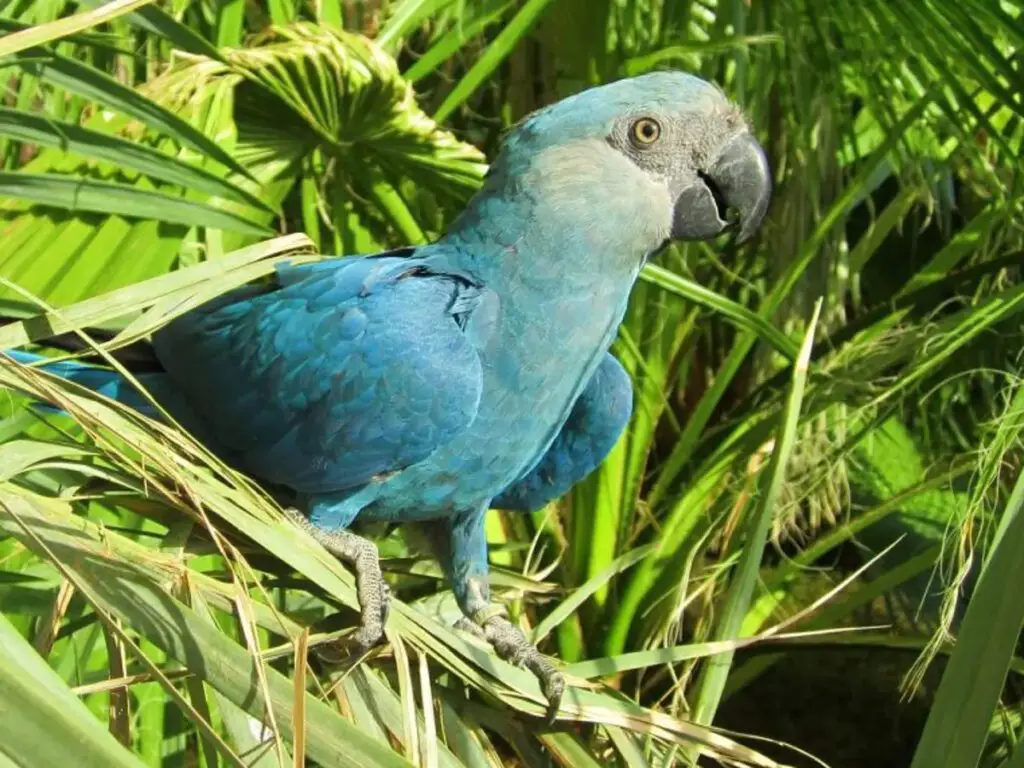 Finding The Perfect Spix Macaw For Sale
