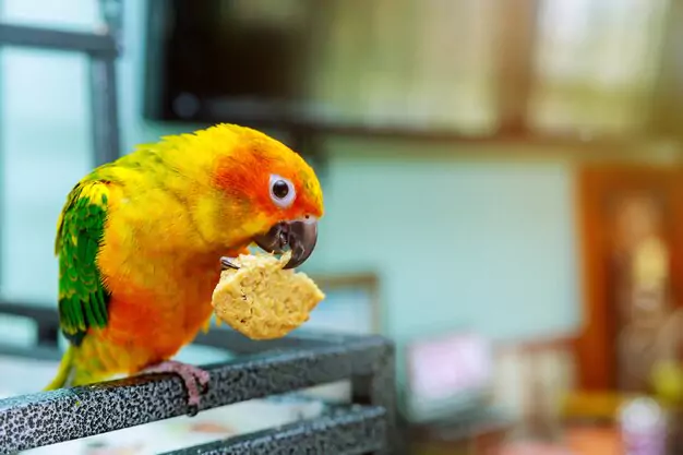 Food and Nutrition Needs for Your Conure