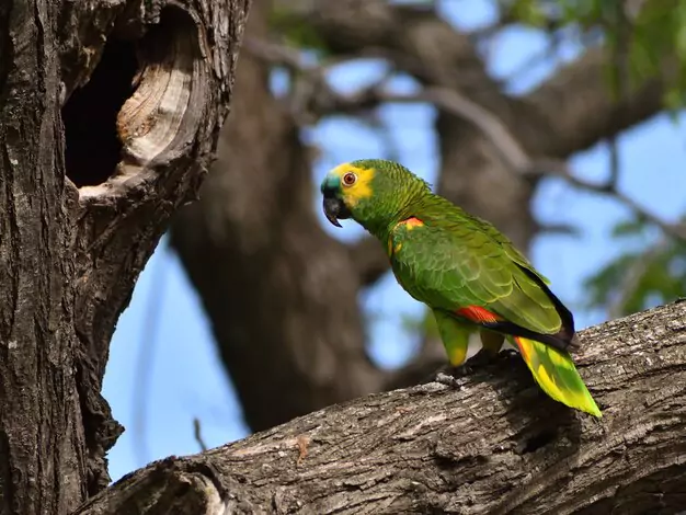 Gold Capped Conure