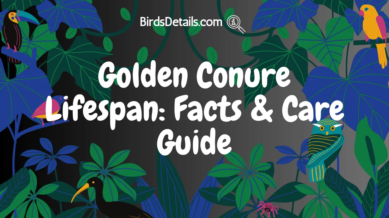 Golden Conure Lifespan