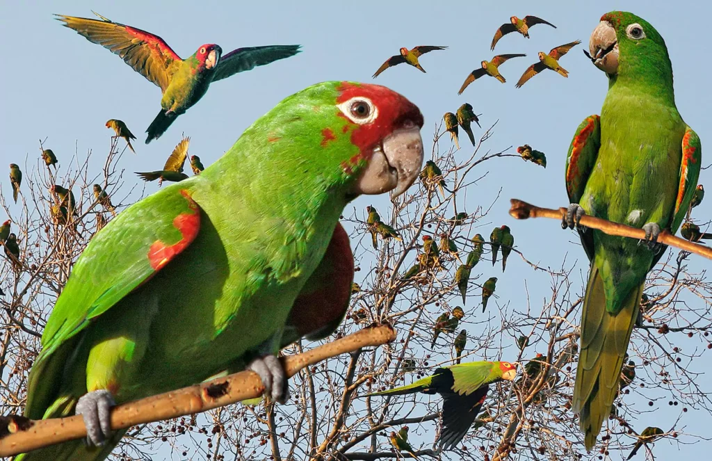 Habitat Requirements for Red-fronted Macaws