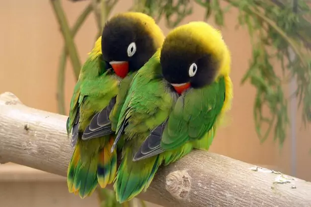 Habitat and Environment for Black-Collared Lovebirds