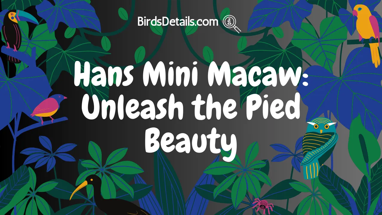 Hans Mini Macaw