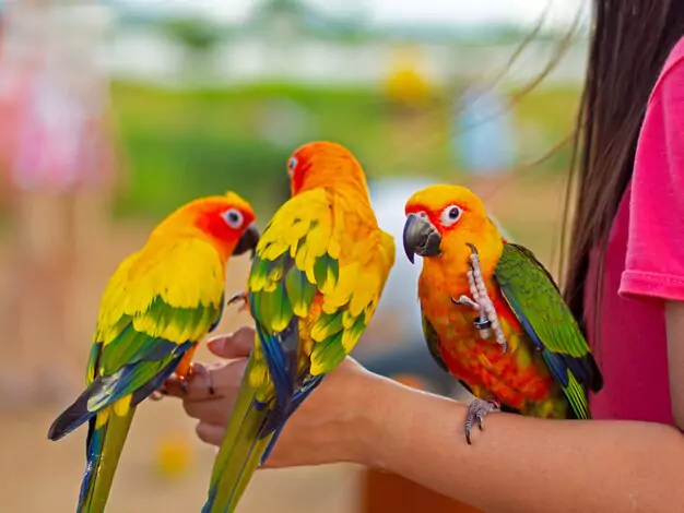 Health And Fitness Of The Camelot Macaw