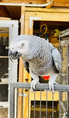 Health And Well-Being For Intelligent Parrots
