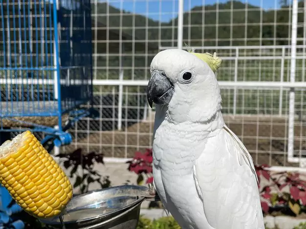 Health Concerns for White Macaws