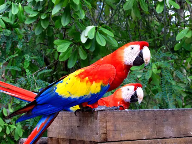Health Issues in Macaws