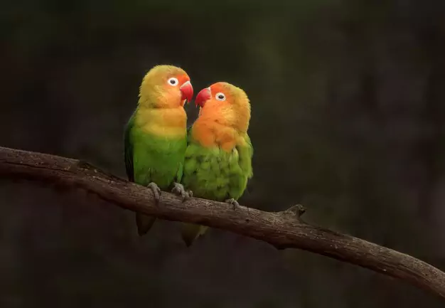 History of Black-Collared Lovebirds as Pets