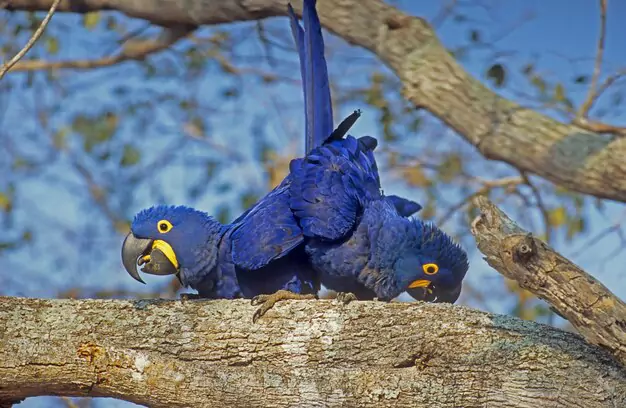 Hope For The Blue Parrot Conservation Efforts And Success Stories