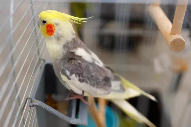 Housing Requirements for Your Cockatiel
