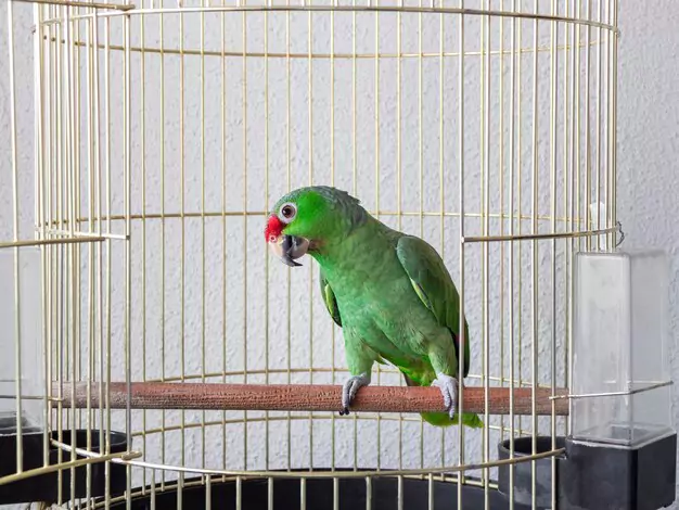 Housing and Environment for Pet Lovebirds
