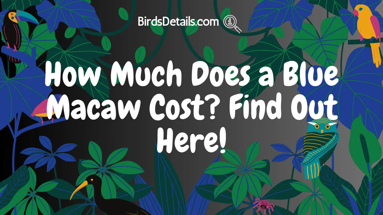 How Much Does a Blue Macaw Cost