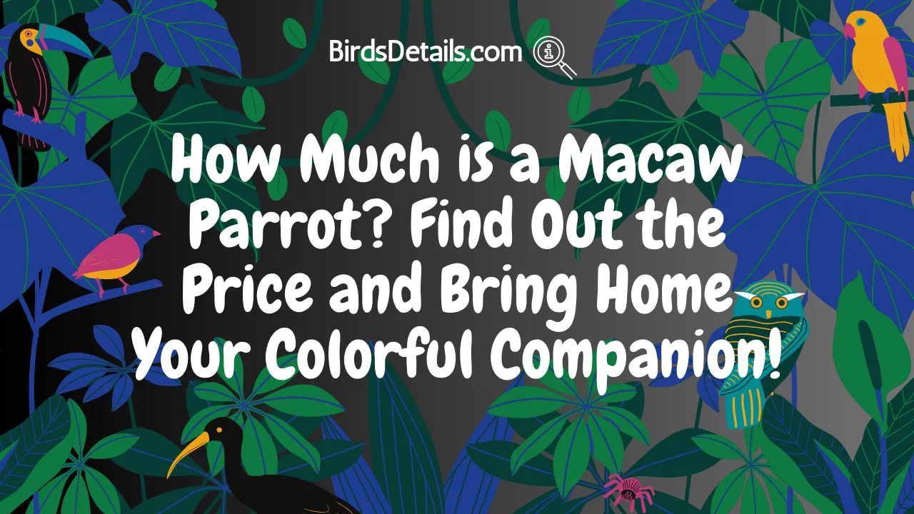 How Much is a Macaw Parrot