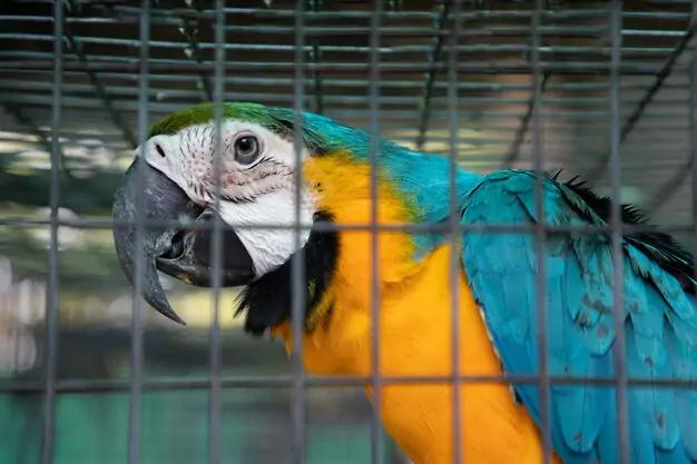 How To Determine If A Macaw Price Is Fair