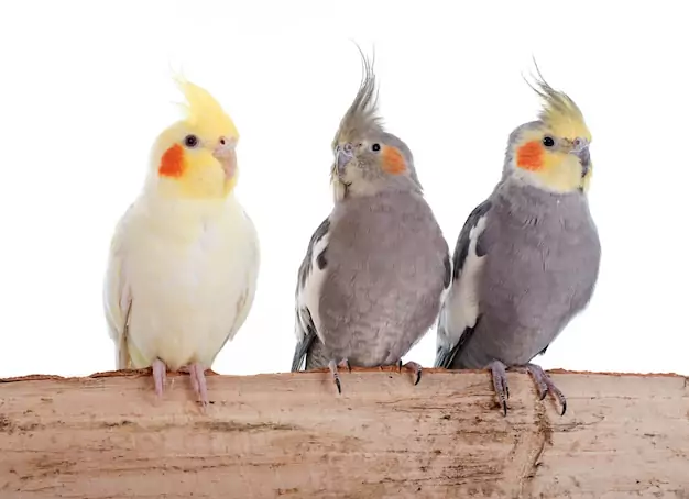 How to Identify the Gender of Pearl Cockatiels