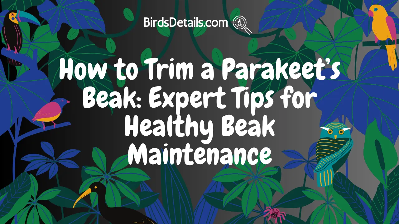 How to Trim a Parakeets Beak