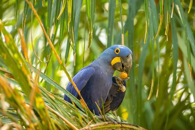 Human Activities That Threaten Blue Macaws