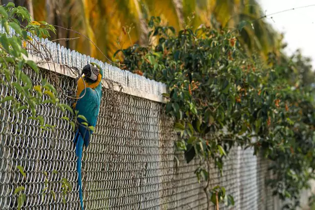 Human-Induced Threats To Macaws