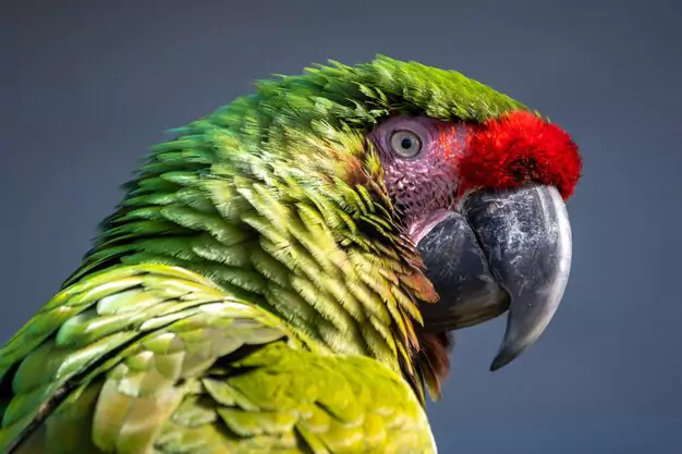 Identifying If Your Parrot Is Molting
