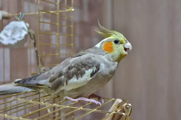 Identifying the Gender of Cinnamon Pied and Pearl Cockatiels