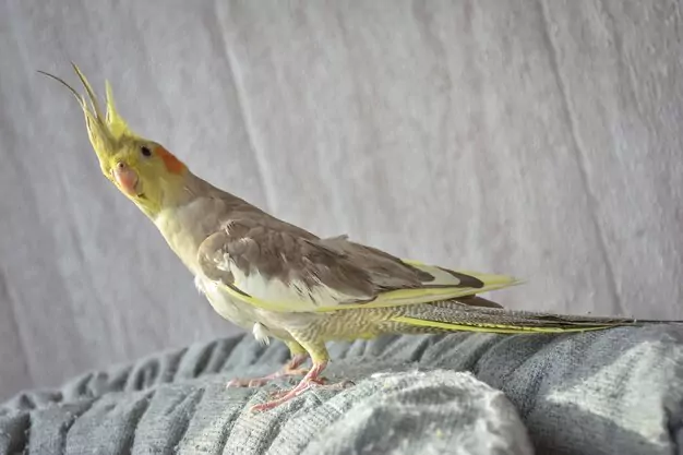 Identifying the Gender of Lutino Pearl and Pied Cockatiels