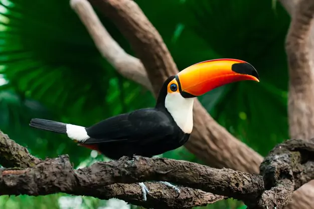Implications For Toucan Populations