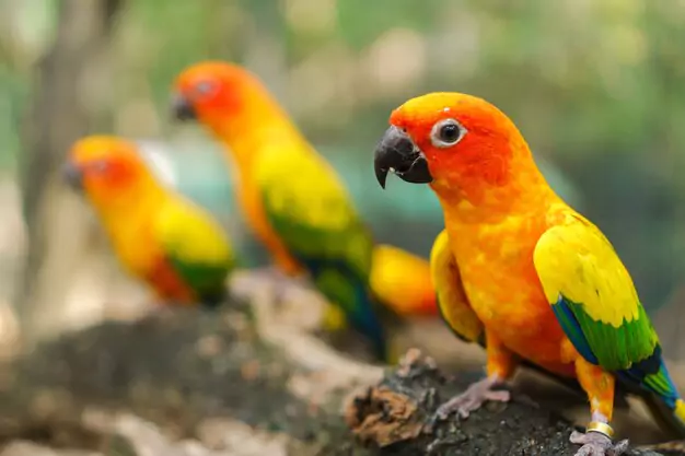Importance of Responsible Ownership for Golden Conures