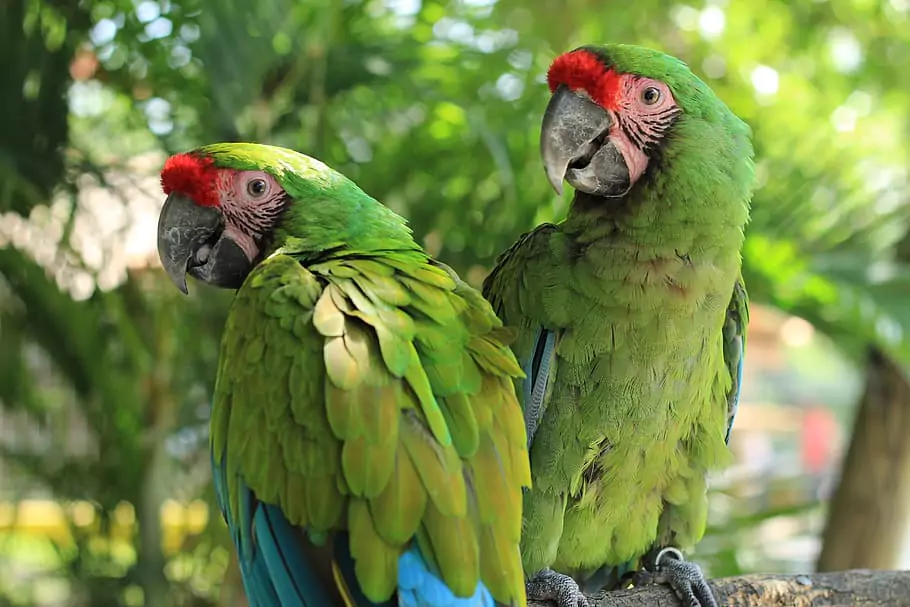 Importance of providing proper care for Red-fronted Macaws