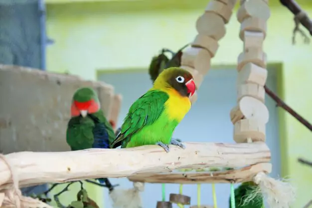 Interesting Facts about Black-Collared Lovebirds