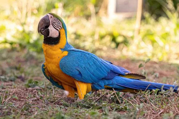 Is a Macaw the Right Pet for You