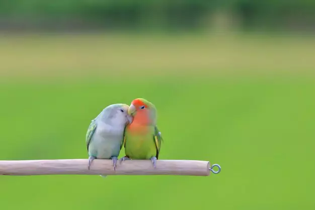 Leaving Your Lovebird Alone