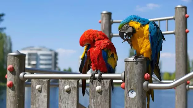 Legal Considerations For Owning A Macaw In California