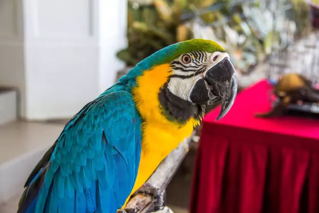 Legal Considerations For Owning a Throated Macaw
